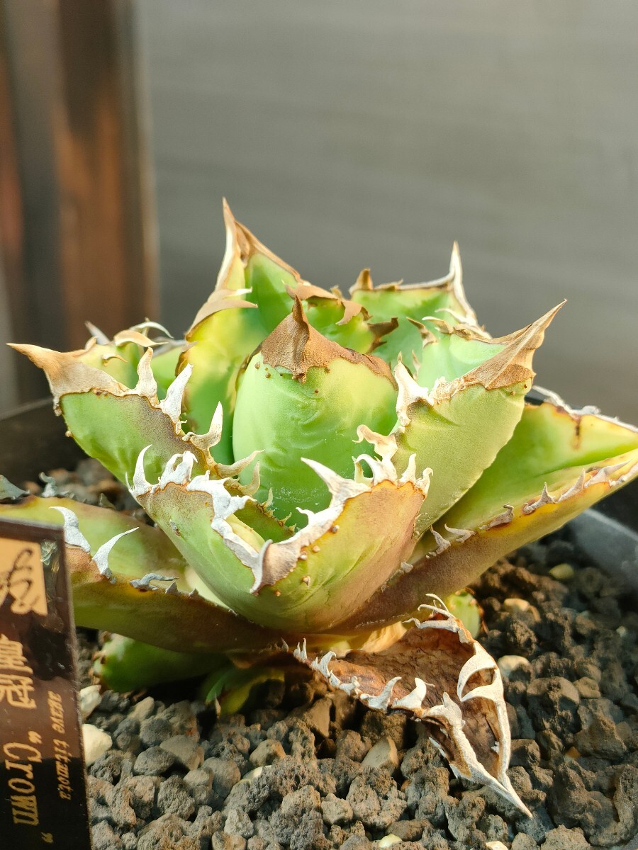 【hiiro】稀少 アガベ 皇冠 子株 agave crown （検 チタノタ オテロイ の画像1