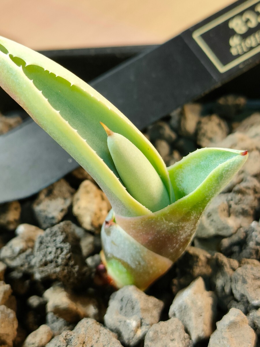 【hiiro】アガベ オバティフォリア オルカ 子株 agave ovatifolia orca（検 チタノタ オテロイ 斑入り 稀少 キラーの画像2