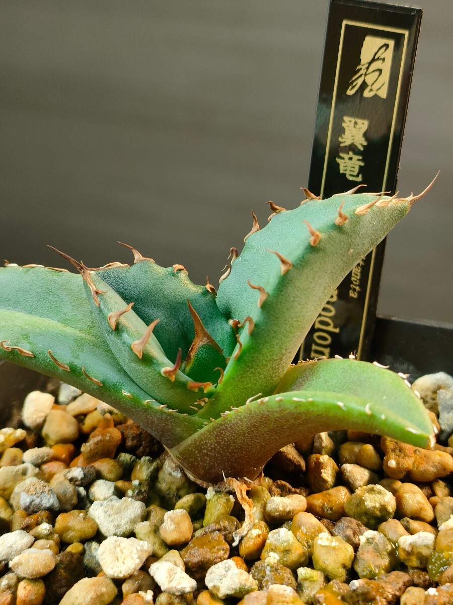 [hiiro]① pot .. agave wing dragon . stock agave titanota pteranodon TC( inspection chitanotao terrorism i black Dragon departure root settled 