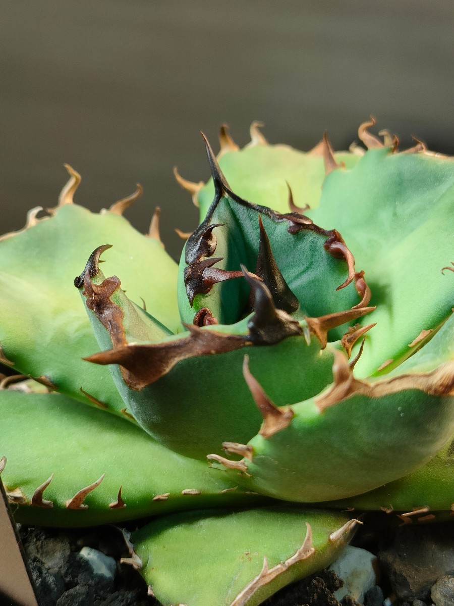 【hiiro】① 鉢ごと アガベ 翼竜 子株 agave titanota pteranodon TC（検 チタノタ オテロイ ブラックドラゴン 発根済_画像7