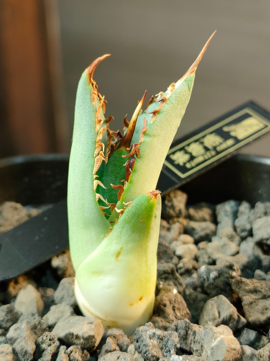 【hiiro】稀少 アガベ 姫蜘蛛 子株 agave titanota （検 チタノタ オテロイ タイ 実生の画像3