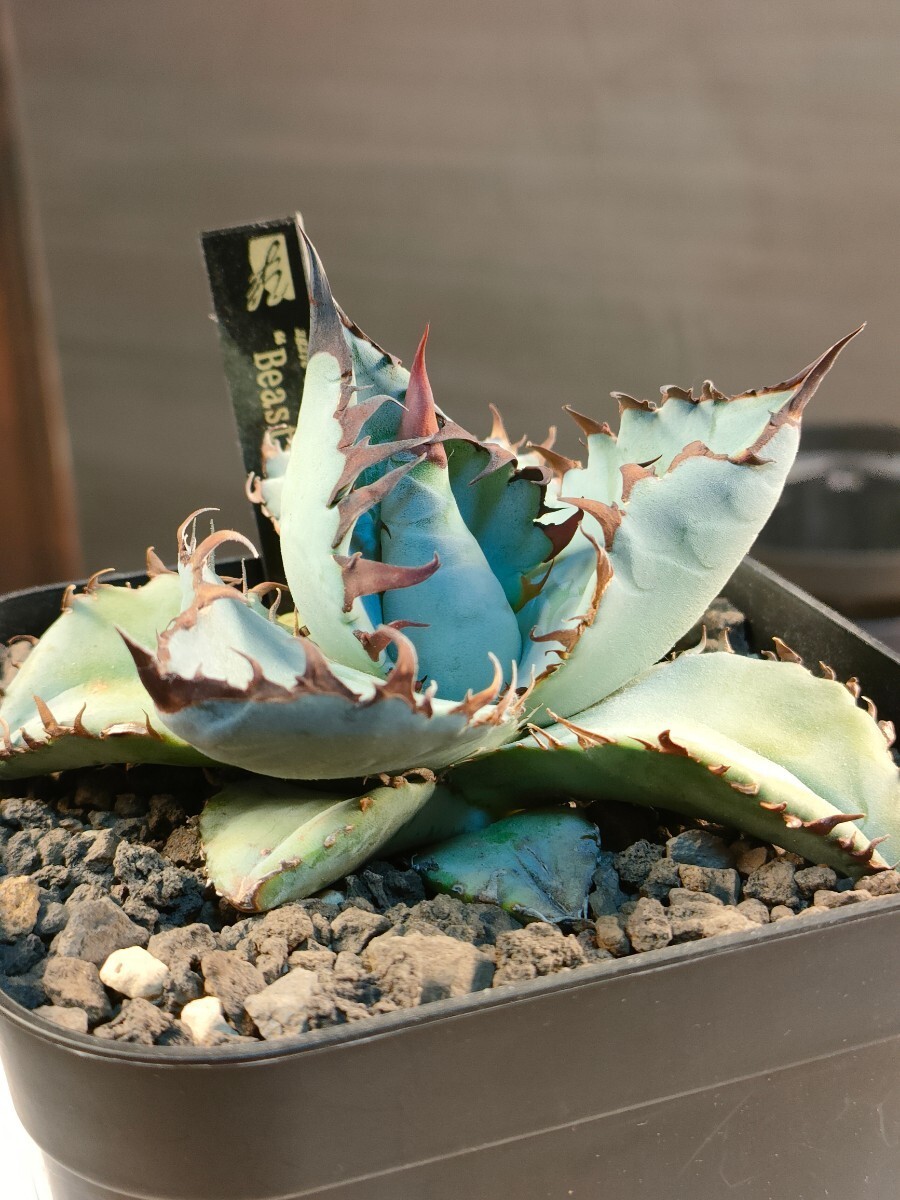 【hiiro】鉢ごと 稀少 アガベ ビースト 子株 agave titanota BEAST（検 チタノタ オテロイ ロイヤル ブルー 発根済の画像1