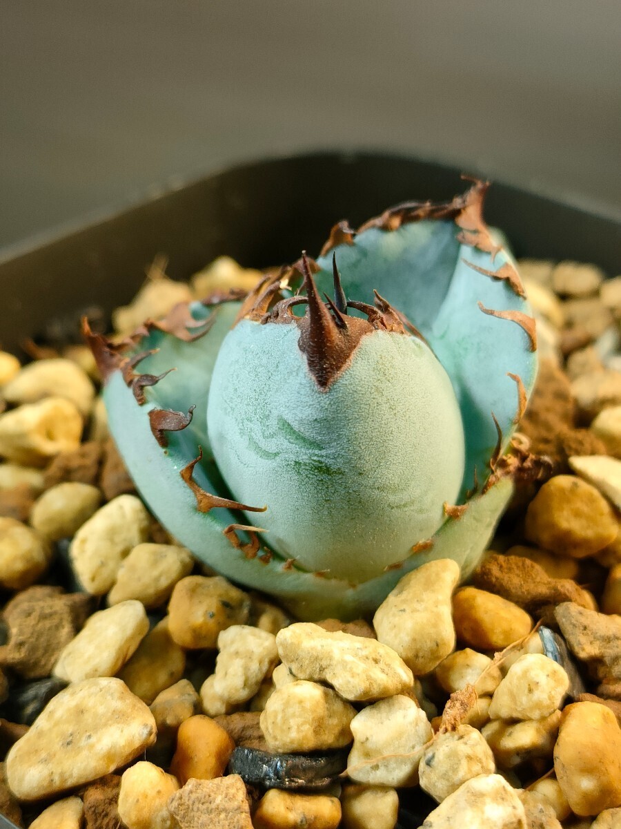 [hiiro] pot .. rare aga baby -stroke . stock agave titanota BEAST( inspection chitanotao terrorism i royal blue departure root settled 