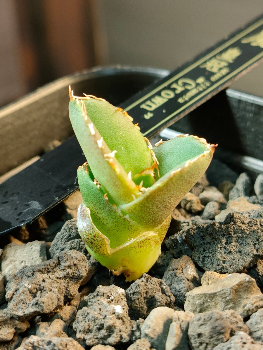 [hiiro] rare agave ... stock agave crown ( inspection chitanotao terrorism i