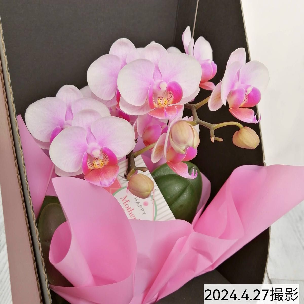 【母の日に】ギフトボックス付きマイクロ胡蝶蘭　ミディ　フラワーギフト　花　鉢花　鉢植え　植物　ガーデニング　2.5号鉢　白　ピンク