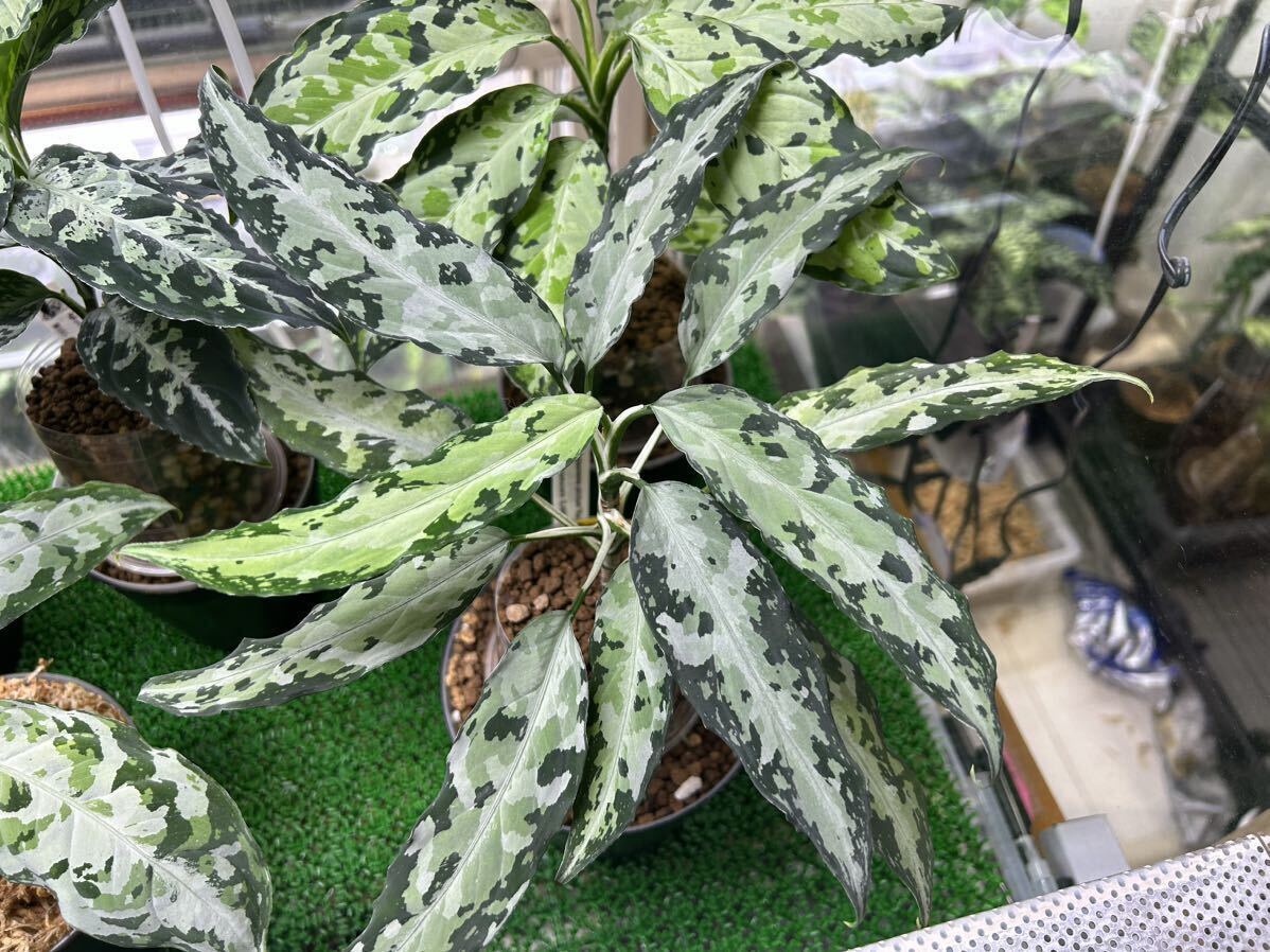 LA便 ネームド Aglaonema pictum KashyyykAche sumatera 【LA0816-1ss】 キャッシークの画像1