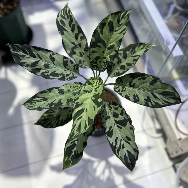 アグラオネマ ピクタム法皇緑AZ0912-X|観葉植物 アグラオネマ ピクタム法皇緑AZ0912-X|観葉植物