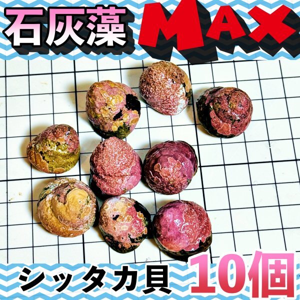 【10個＋α】シッタカ貝 石灰藻MAX type 数量限定 兵庫県産 海水 コケ取り貝 の画像1