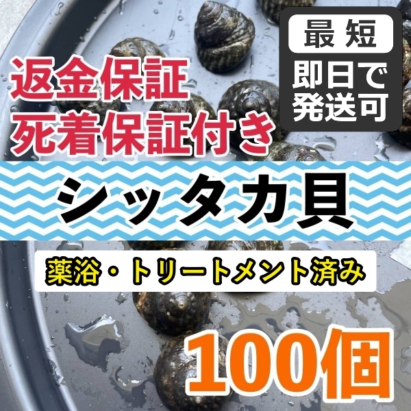 【100個＋α】シッタカ貝 兵庫県産 海水 コケ取り貝 コケトリ貝の画像1