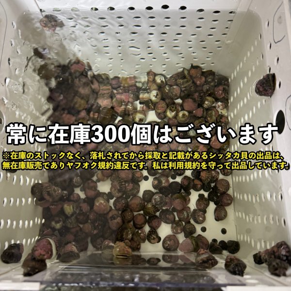 【100個＋α】シッタカ貝 兵庫県産 海水 コケ取り貝 コケトリ貝の画像3