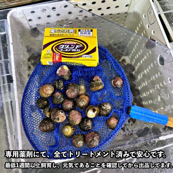 【100個＋α】シッタカ貝 兵庫県産 海水 コケ取り貝 コケトリ貝の画像5
