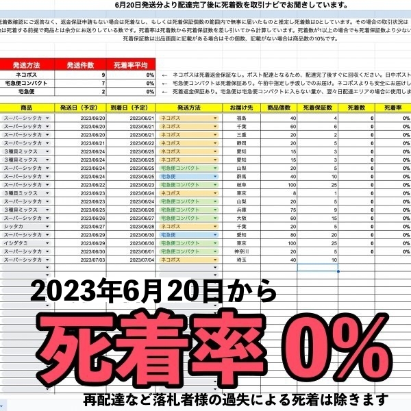 【60個＋α】スーパーシッタカ貝★コケ取り貝　コケトリ貝★薬浴・トリートメント済み！_画像9