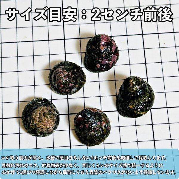 【80個＋α】シッタカ貝　兵庫県産　海水　コケ取り貝　コケトリ貝