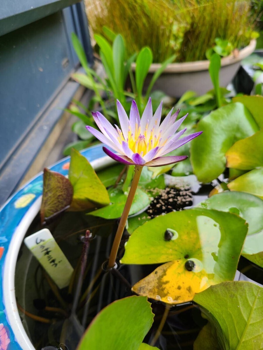 熱帯スイレン ムラサキシキブ　むかご苗 水生植物 睡蓮　2株　2_画像2