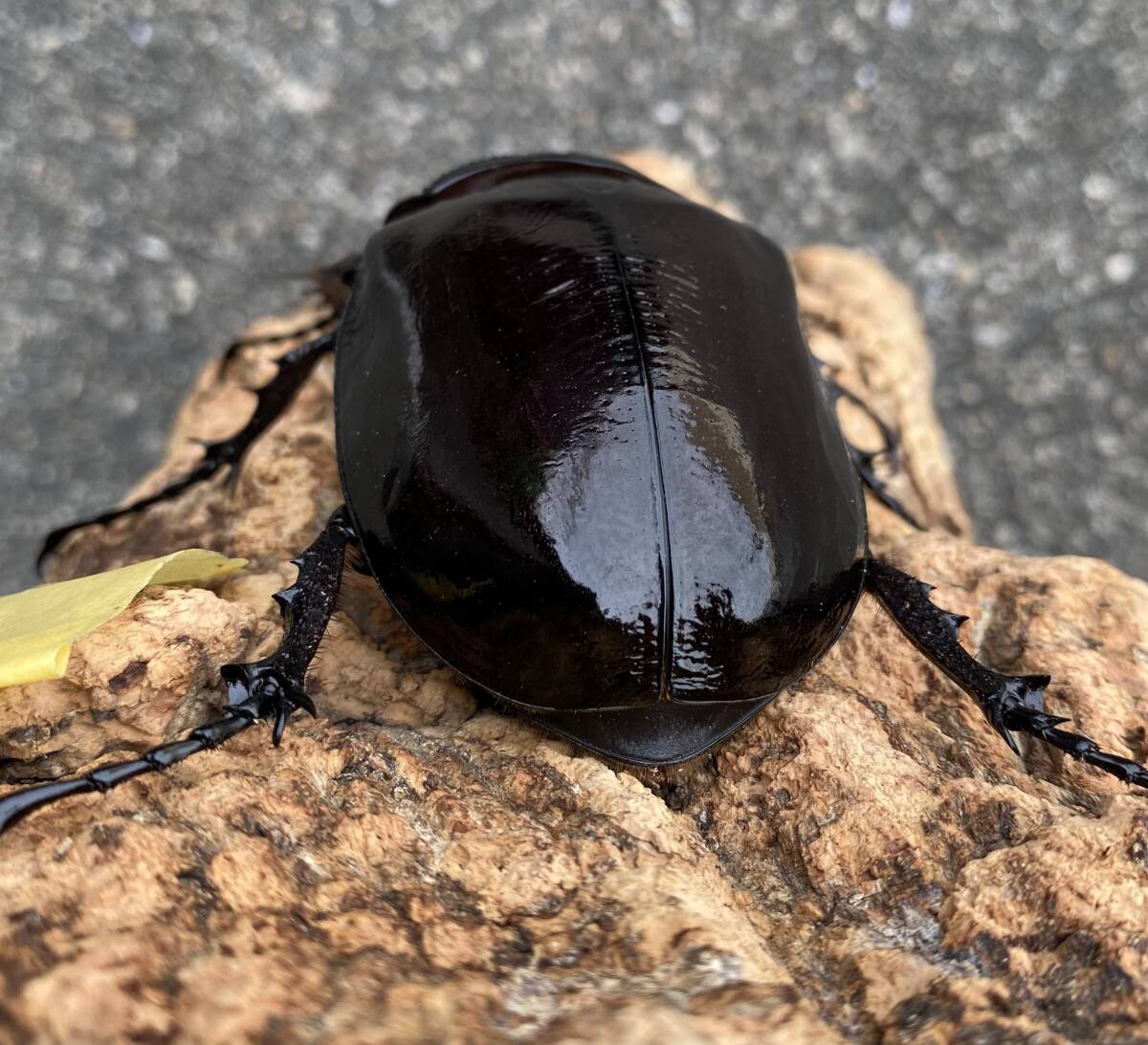 即ブリ可能♪マルスゾウカブト♪♀74.5ミリ単品♪_画像5