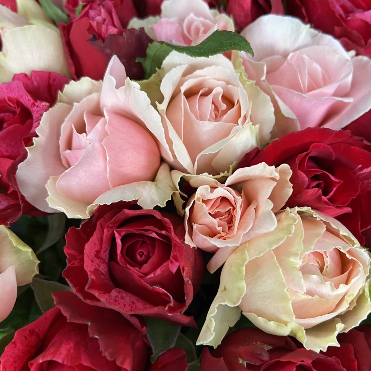* Anniversary rose * роза ( срезанные цветы * живые цветы )30.SM 40шт.@ красный . розовый. организовать MIX прямая поставка от производителя! свежесть выдающийся!