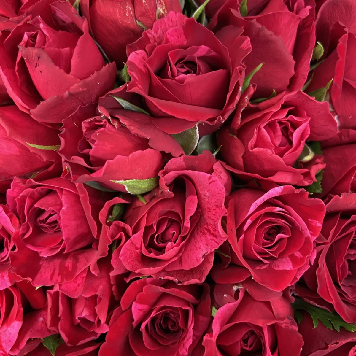 ＊赤バラの花束＊ 30㎝ 60本 ラッピング込 還暦・プロポーズ・誕生日など 産地直送！鮮度抜群，赤薔薇 花束の画像4