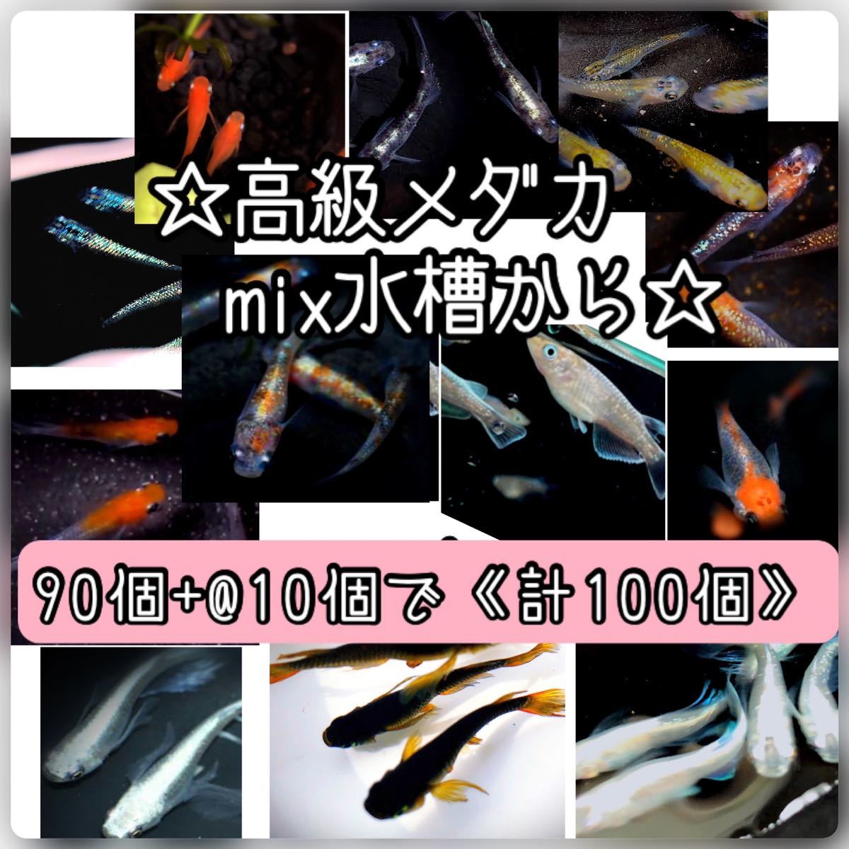 【ご購入翌日までに京都から発送】高級メダカmix水槽からの卵★90個+@で100個★混泳水槽からになります★メダカの卵★_画像1