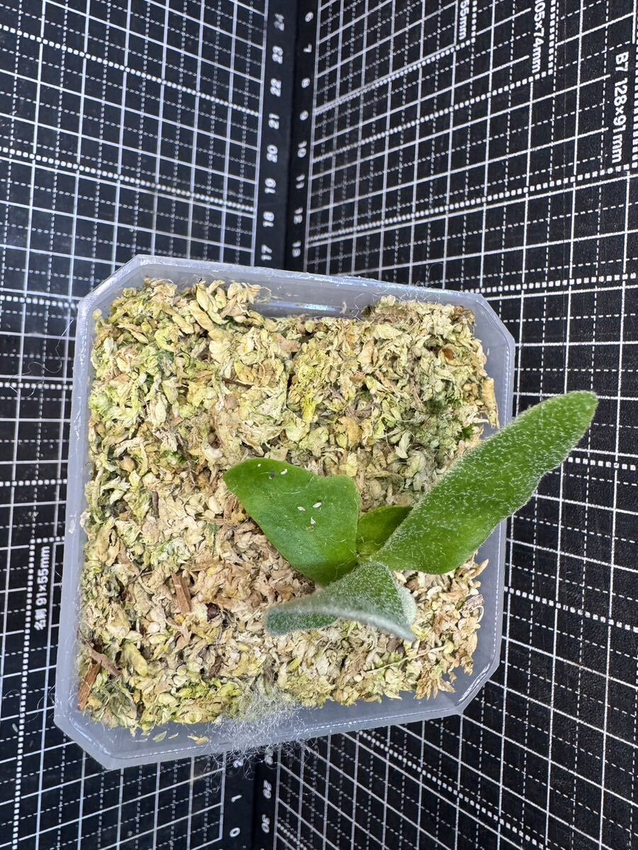 Platycerium willinckii “GoldenBoy“ sporeビカクシダウィリンキーゴールデンボーイ スポア 子株 金童【PlantsLinks】②の画像5
