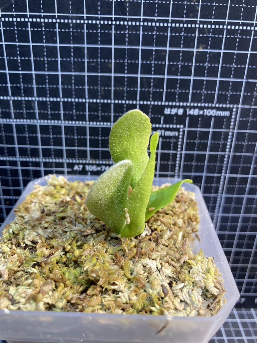 Platycerium willinckii “GoldenBoy“ sporeビカクシダウィリンキーゴールデンボーイ　スポア　子株　金童【PlantsLinks】②_画像3