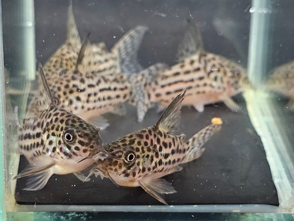 金魚家【ラージスポットアラグアイエンシス】【4.5cm～4.7cm】【5匹】【鹿児島県陸送発送】【翌日着地区限定】【商品説明要確認】_画像7