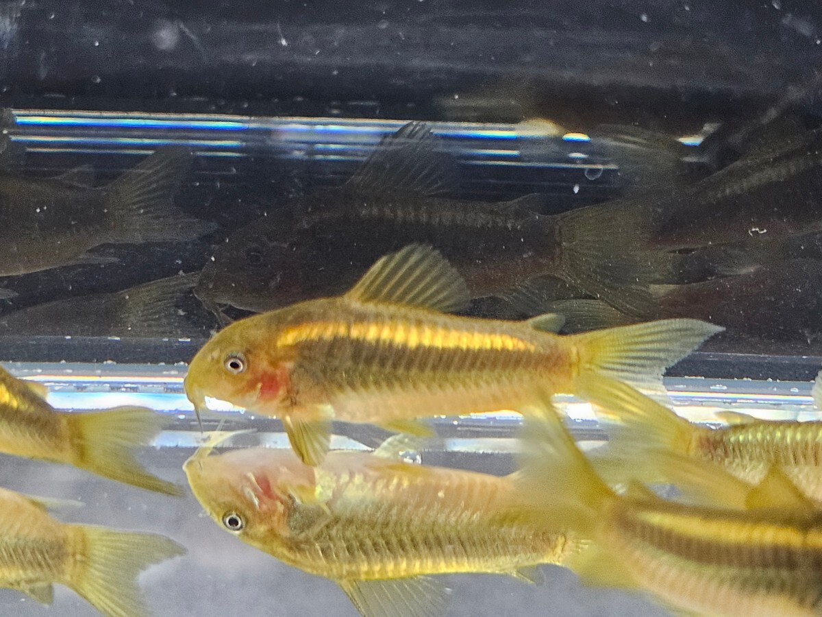 金魚家【イルミネータスゴールド】【4.0cm～4.2cm】【5匹】【鹿児島県陸送発送】【翌日着地区限定】【商品説明要確認】_画像2