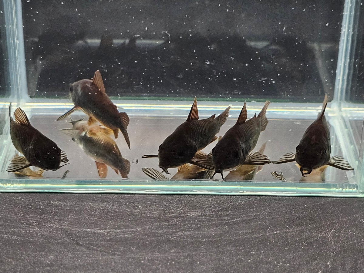 金魚家【ベネズエラブラック】【4.5cm】【5匹】【鹿児島県陸送発送】【死着保証無し】【商品説明要確認】_画像9