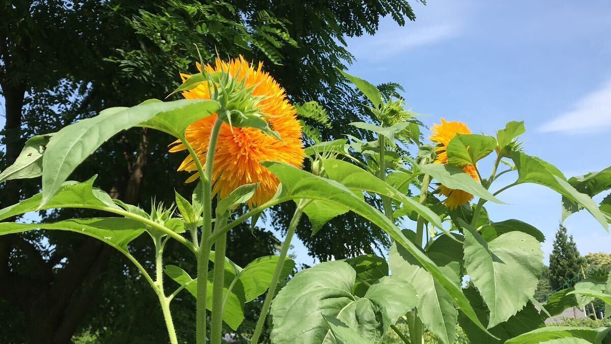 東北八重ひまわりの種　30粒♪♪_画像1