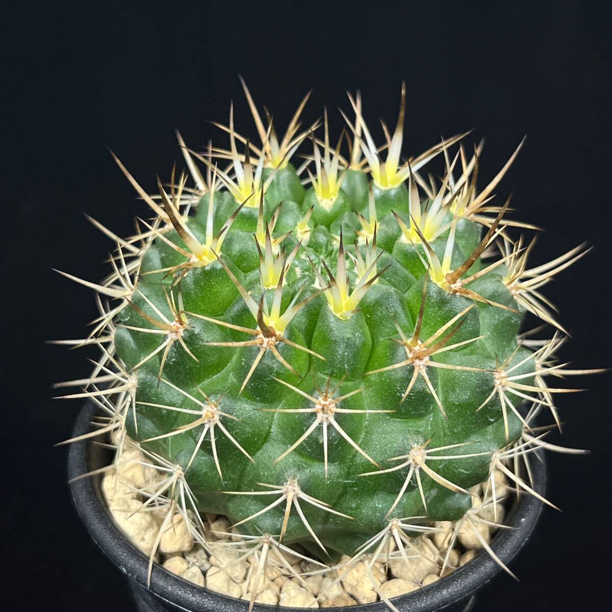 《PW》サボテン エリオシケ(ピロカクタス)“Eriosyce(Pyrrhocactus) sp.Cobildo”実生 多肉植物_画像2