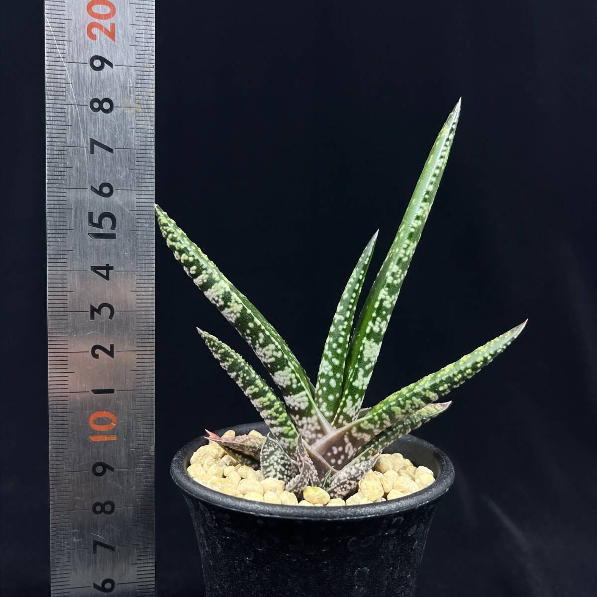 《PW》ガステリア“Gasteria pulchra Hankey”多肉植物_画像7