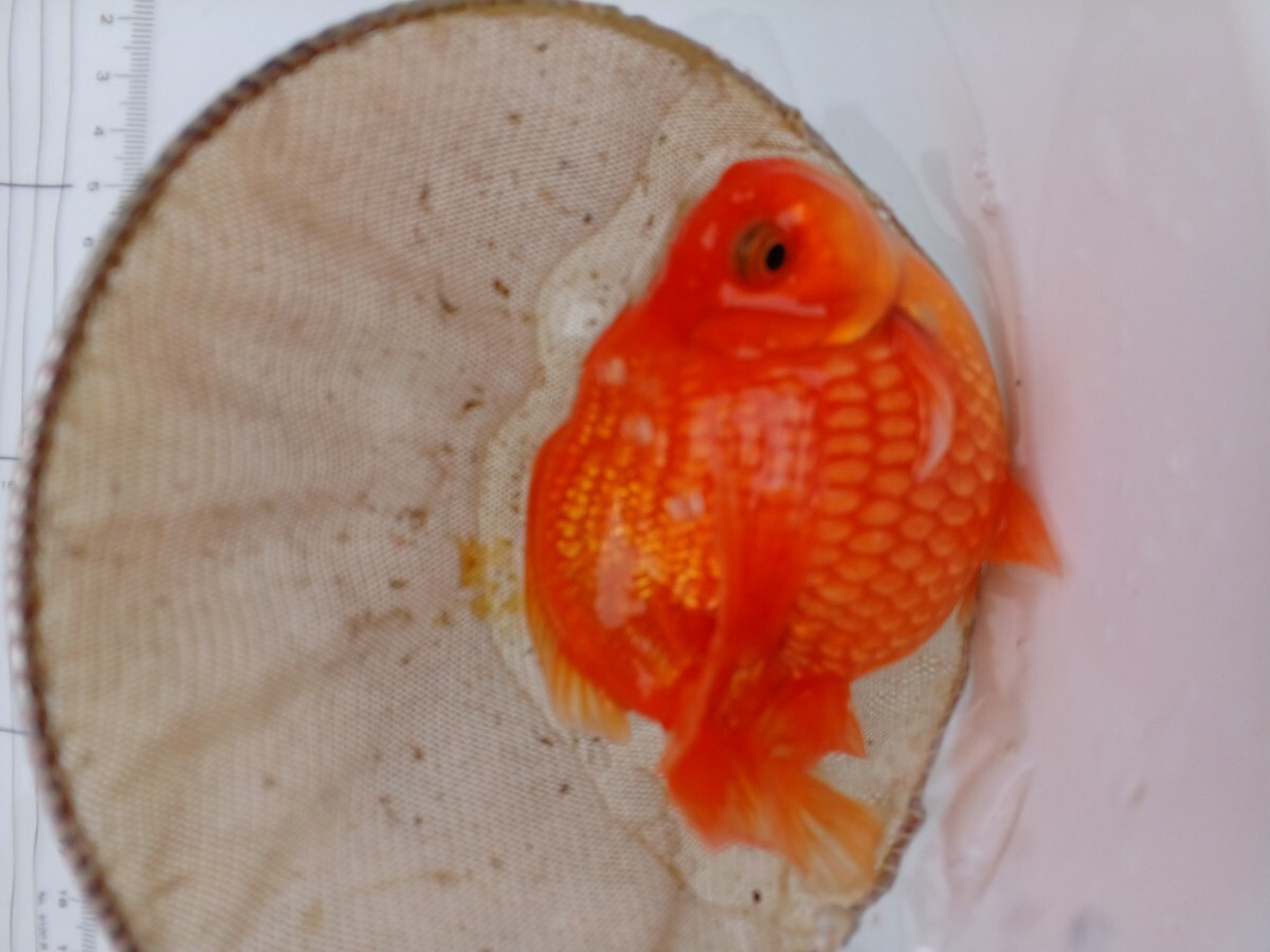【媛ピンポン】ピンポンパール3歳(雌)、巣赤、10cm、No.7_画像9