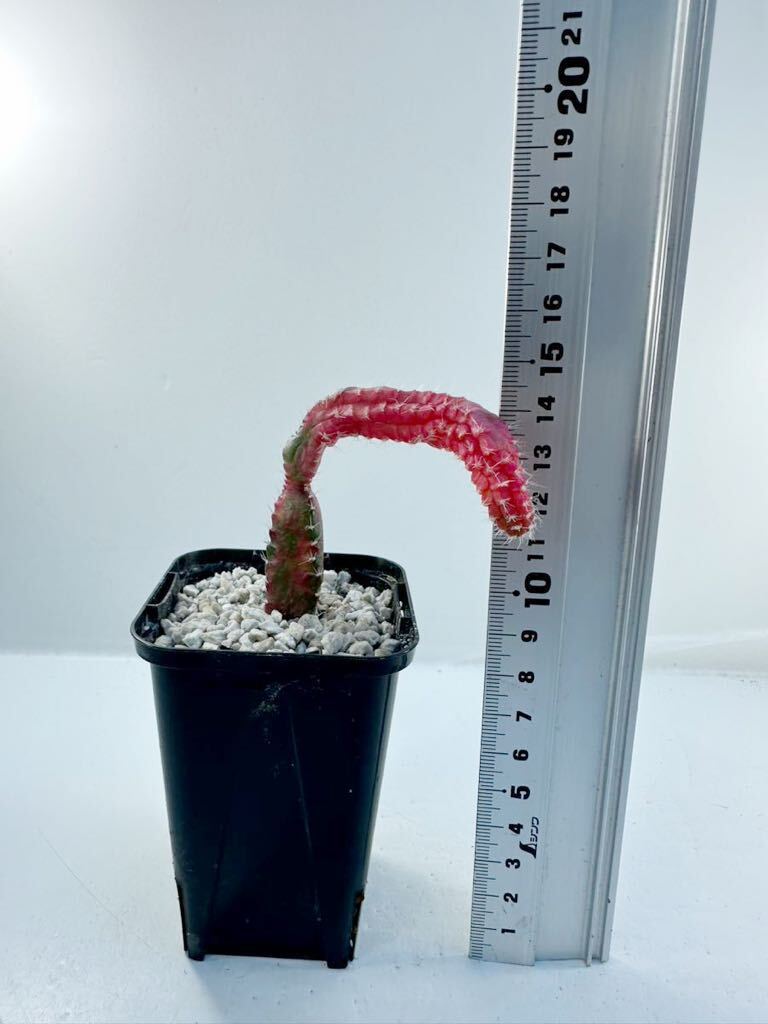 hylocalycium chimera variegated 斑入り 輸入 抜き苗は送料込 珍品 サボテン キメラ オプンチアの画像10