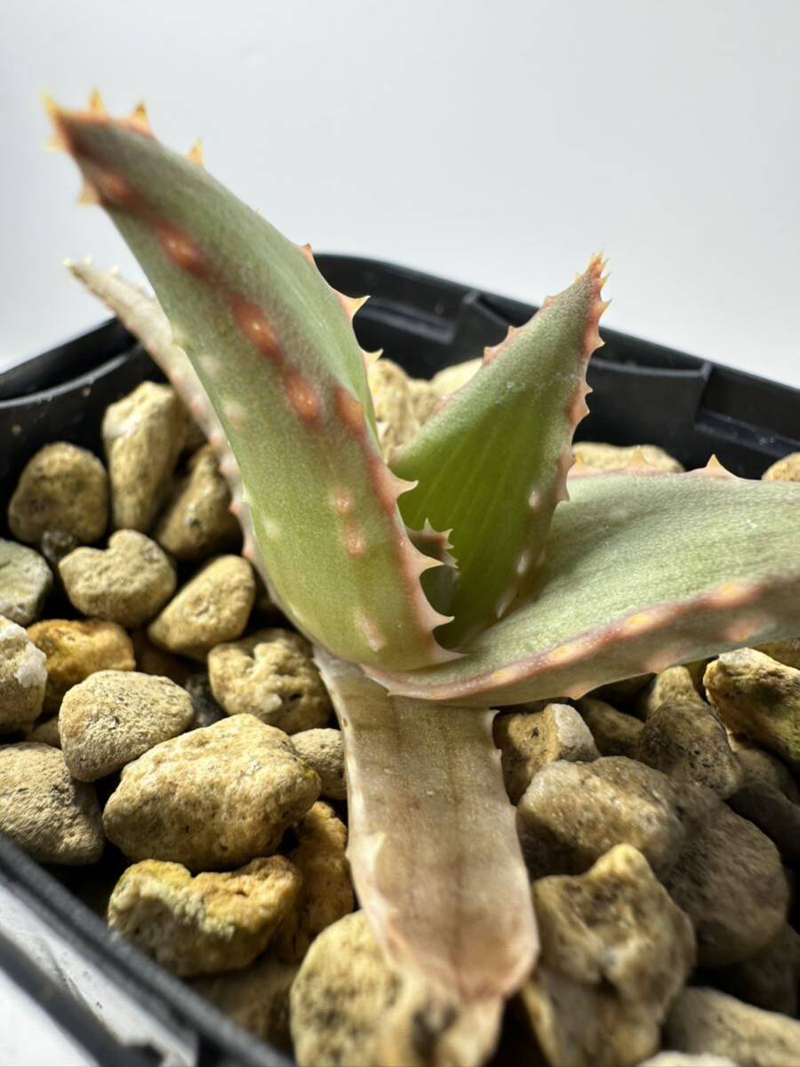  aloe ka stay roniae hybrid Aloe castilloniae hyb real raw selection . stock rare pulling out seedling is including carriage beautiful . orange .