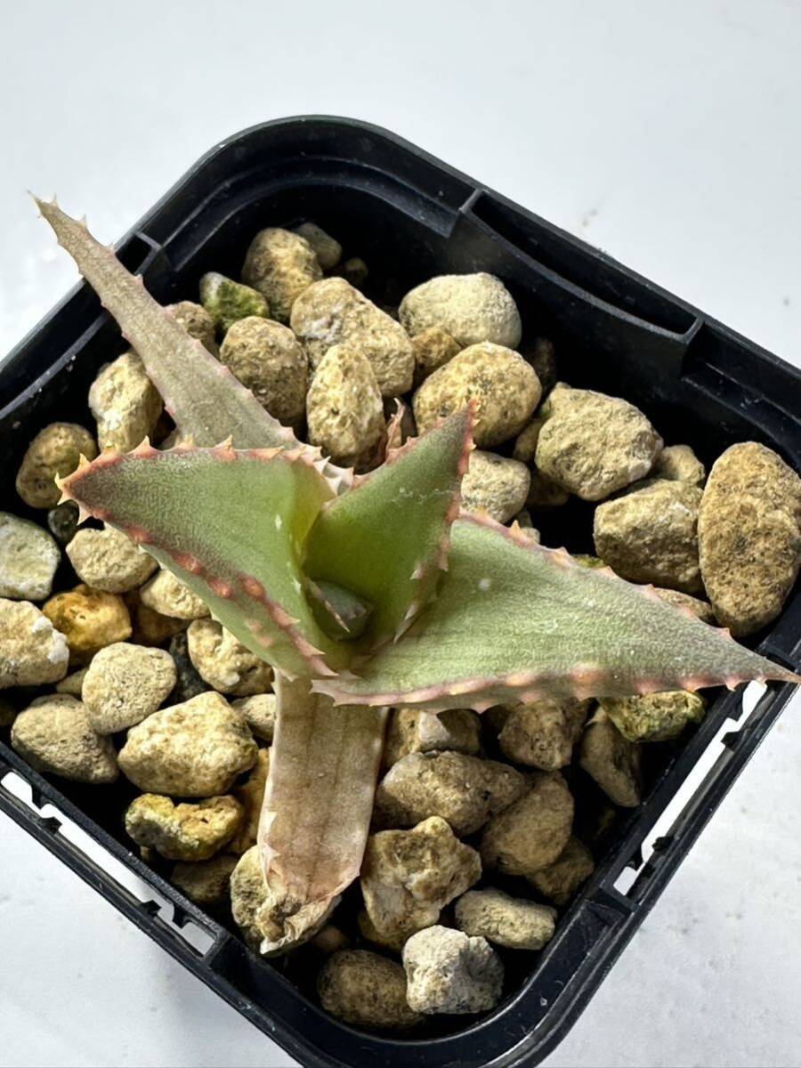  aloe ka stay roniae hybrid Aloe castilloniae hyb real raw selection . stock rare pulling out seedling is including carriage beautiful . orange .