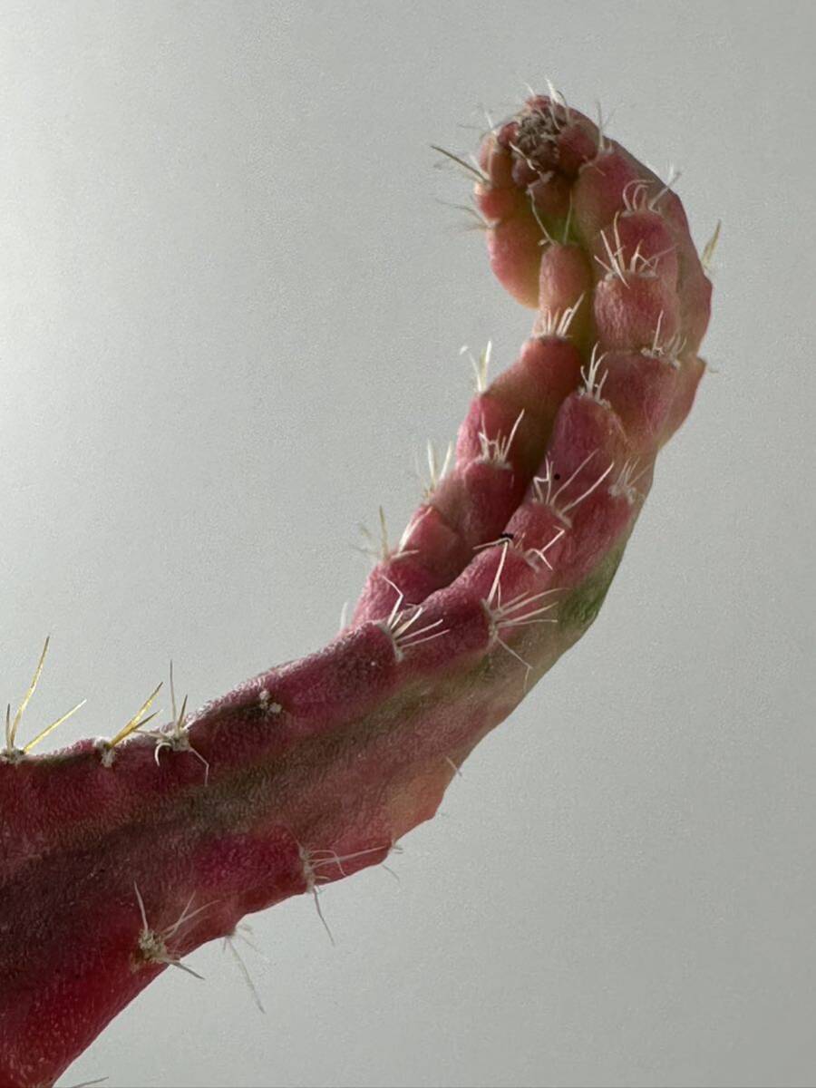 hylocalycium chimera variegated 斑入り 輸入 抜き苗は送料込 珍品 サボテン キメラ オプンチアの画像3