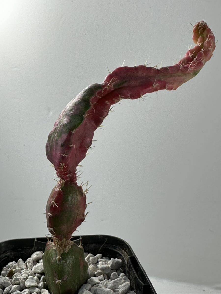 hylocalycium chimera variegated 斑入り 輸入 抜き苗は送料込 珍品 サボテン キメラ オプンチアの画像8