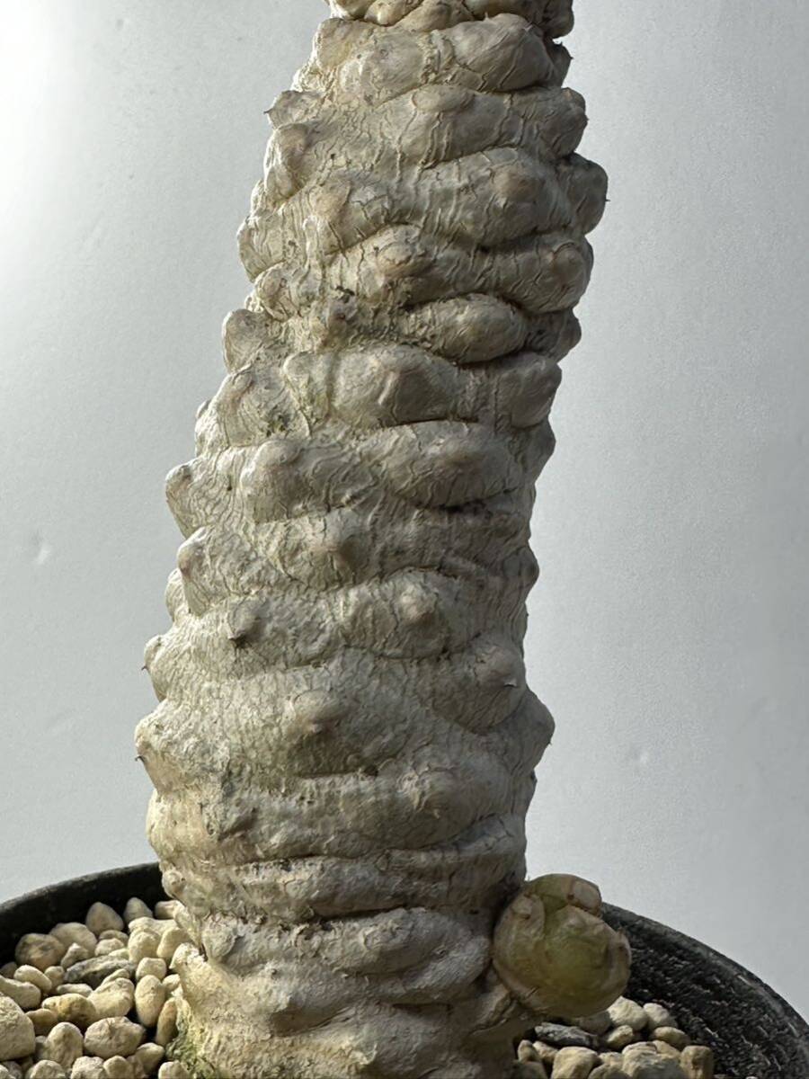 ユーフォルビア ポイゾニー錦 Euphorbia poissonii f.variegata 輸入株 実生 抜き苗は送料込 多肉植物 ユーフォ 塊根植物 斑入りの画像8