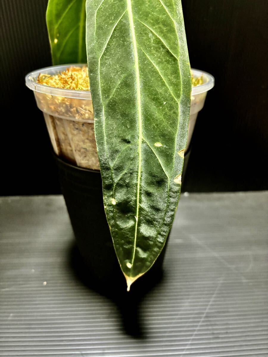 Anthurium Warocqueanum アンスリウム ワロクアナム (ナローダークフォーム) アロカシア フィロデンドロン レガレ ベイチー モンステラ の画像6