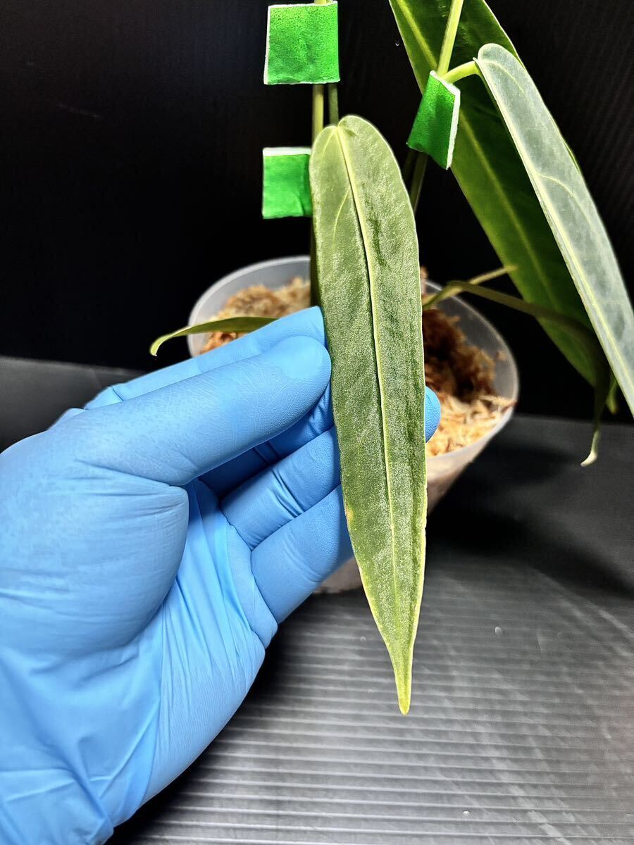 Anthurium Warocqueanum アンスリウム ワロクアナム (ナローダークフォーム) フィロデンドロン レガレ モンステラ スキンダプサス ベイチーの画像5