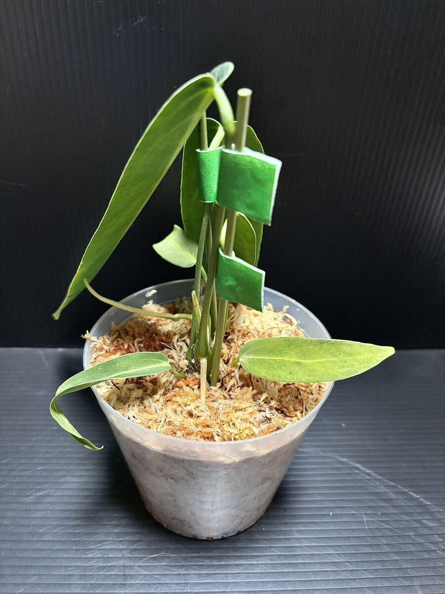 Anthurium Warocqueanum アンスリウム ワロクアナム (ナローダークフォーム) フィロデンドロン レガレ モンステラ スキンダプサス ベイチーの画像6