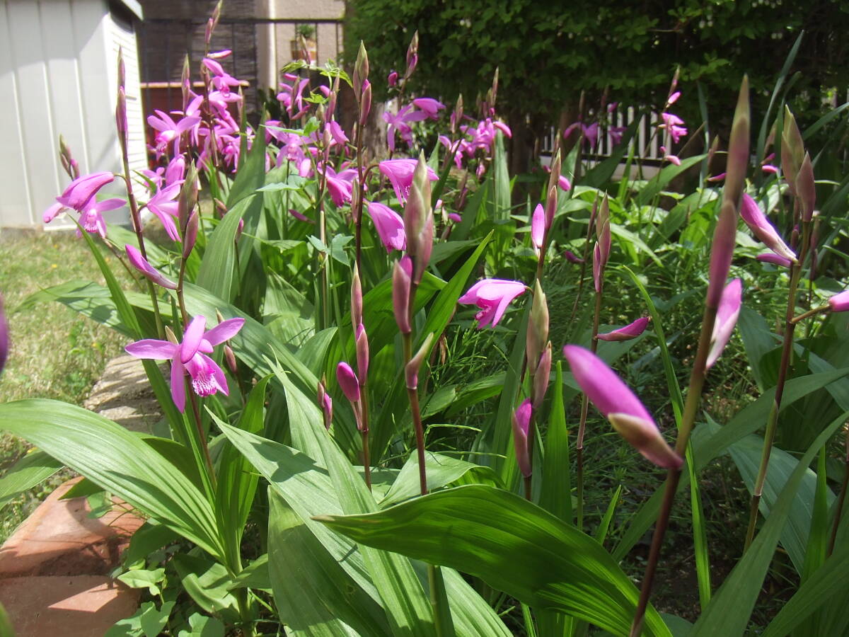  fields and mountains grass si Ran purple orchid purple flower . orchid bulb attaching 10 stock 1 set 