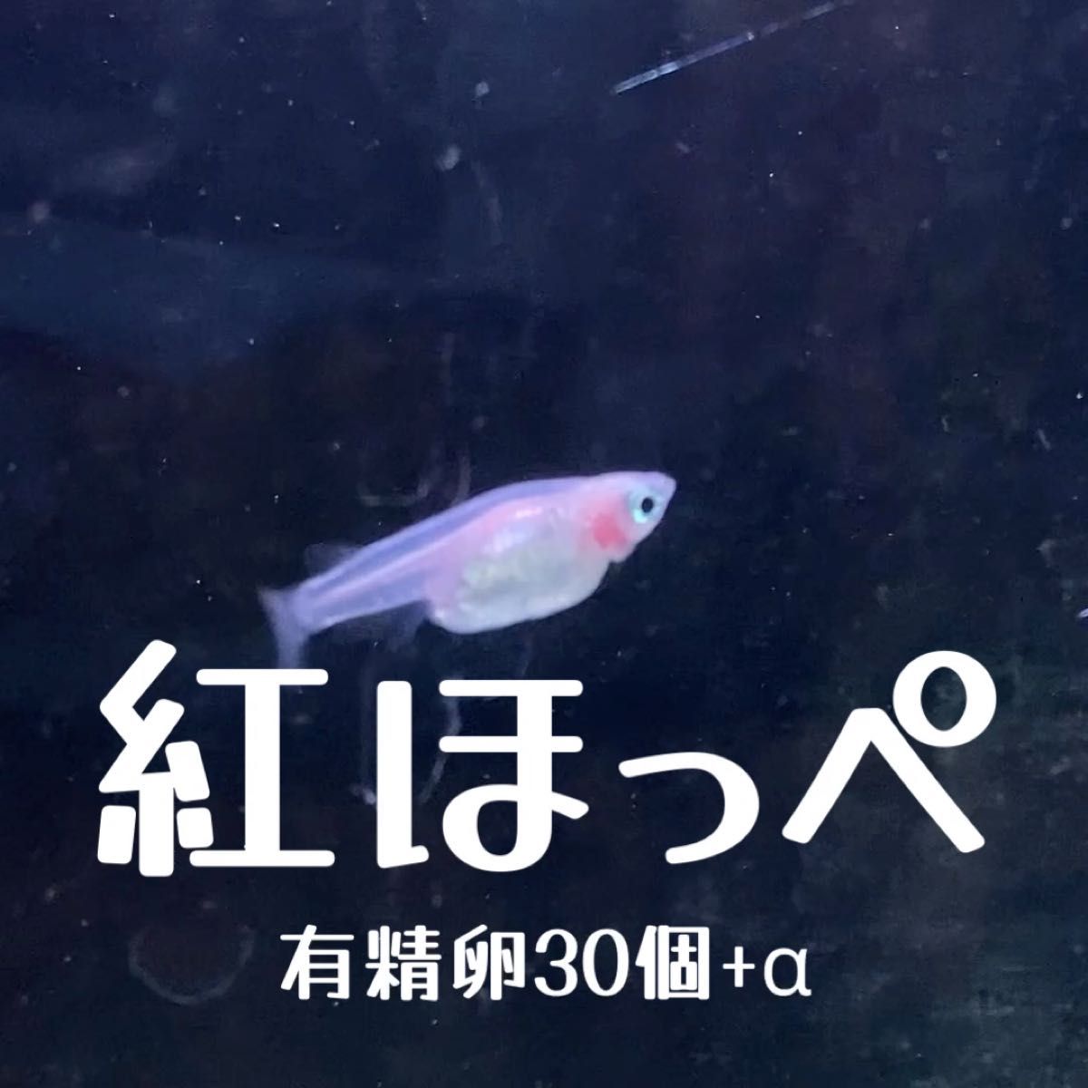 紅ほっぺ メダカ 有精卵 30個+α（死着保証分）