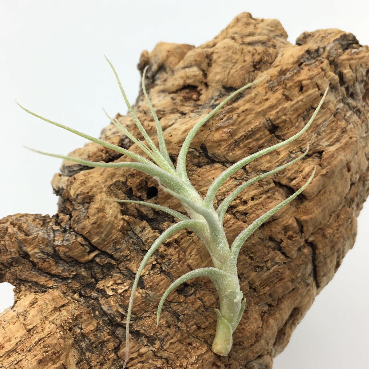 Tillandsia straminea 'Deep Purple' チランジア ストラミネア ディープパープル ティランジア 同梱可能の画像5