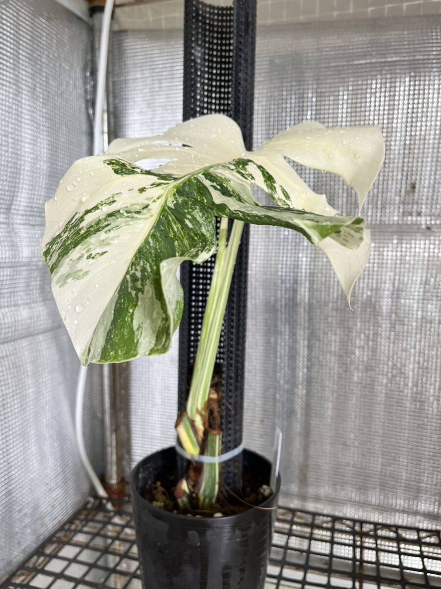 斑入り モンステラ ボルシギアナ ホワイトタイガー 1鉢 Varigated Monstera Borsigana White Tiger③の画像2