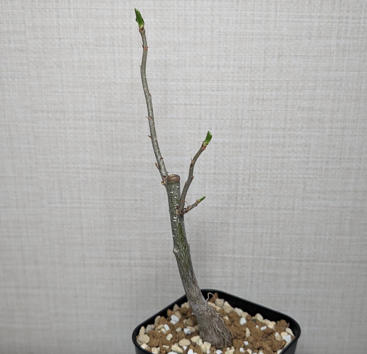 アダンソニア ディギタータ【Adansonia digitata】コーデックス 塊根植物 灌木 多肉植物 サボテン バオバブてんかいの画像2