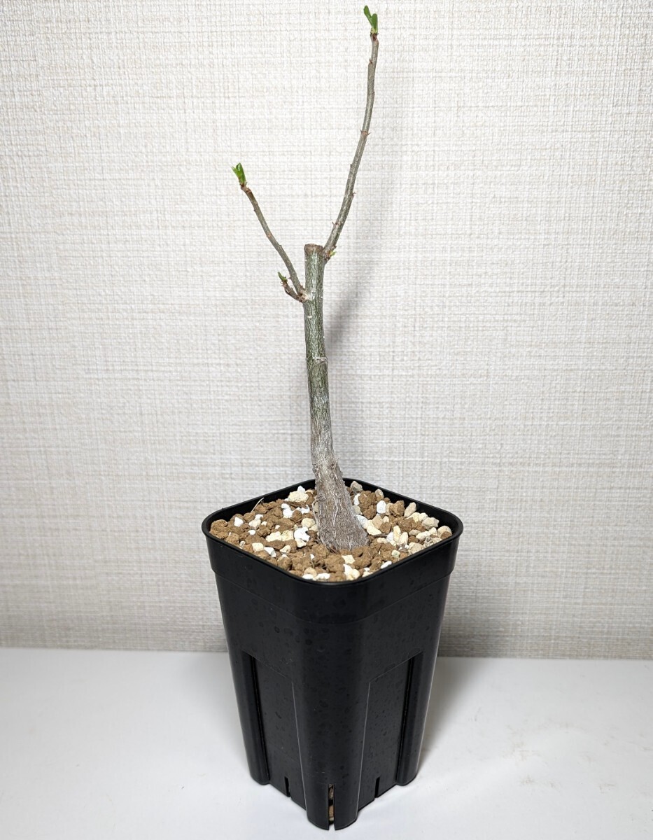 アダンソニア ディギタータ【Adansonia digitata】コーデックス 塊根植物 灌木 多肉植物 サボテン バオバブてんかいの画像5
