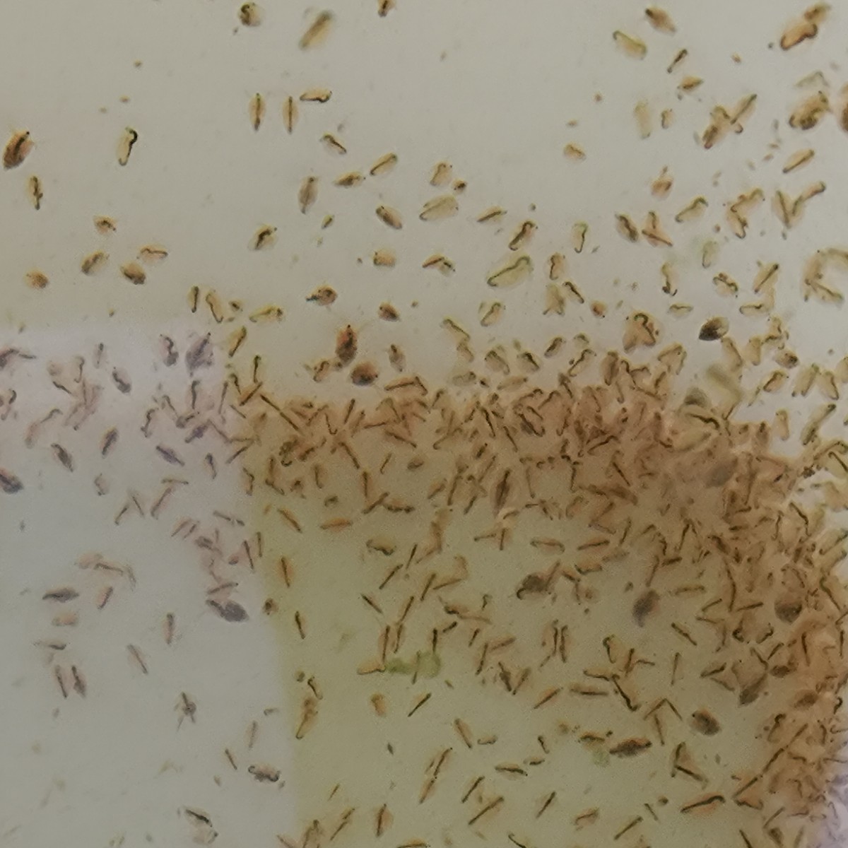 オオミジンコ 70匹繁殖させて メダカ 熱帯魚 金魚 錦鯉 ウーパールーパー らんちゅう ディスカス コリドラス 稚魚の餌に 繁殖方法付 月の画像1