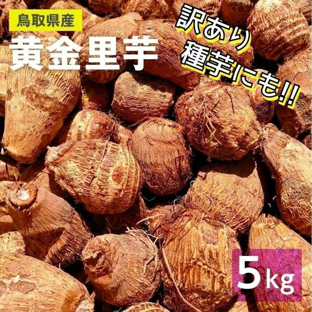 【訳あり】黄金里芋 女早生芋 宅急便 5kg さといも サトイモ 山芋_画像1