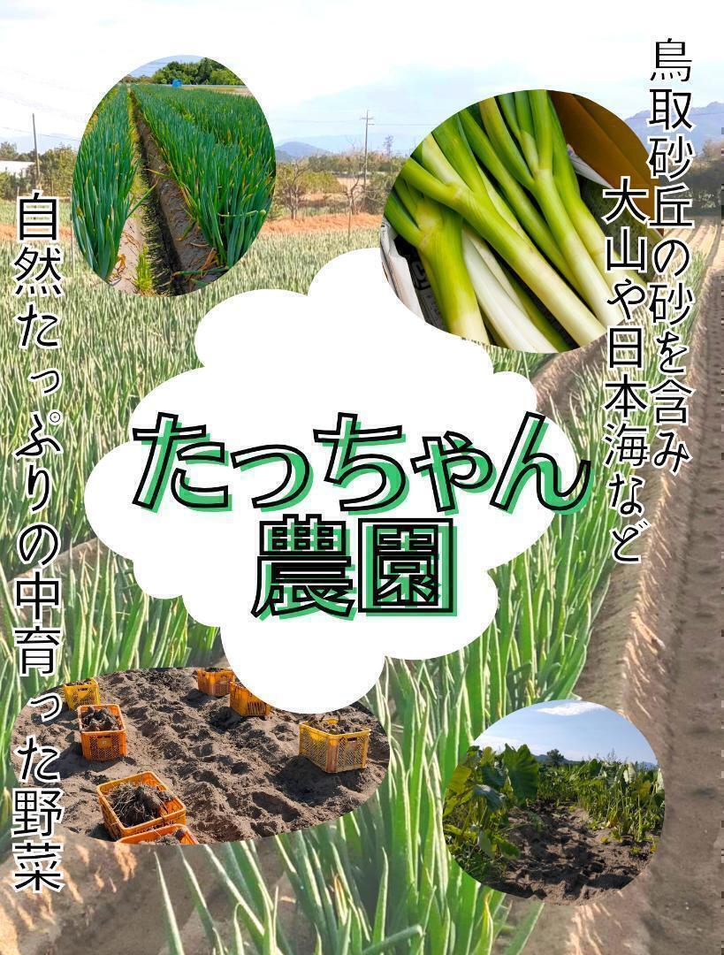 【訳あり】砂丘ながいも　長芋　とりたて 10kg程度　とろろ　ねばり　山芋　バラ_画像8