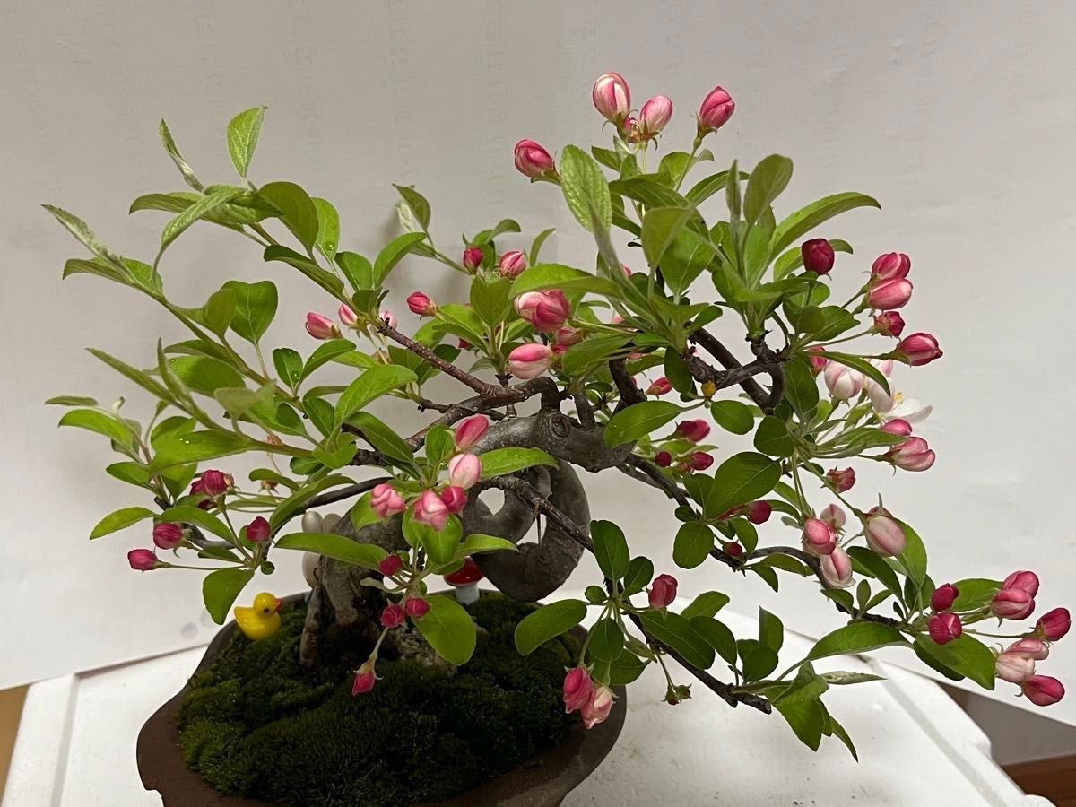 (1万円引きお花111本)姫林檎 (ヒメリンゴ)中品盆栽実生樹齢 12年日本産